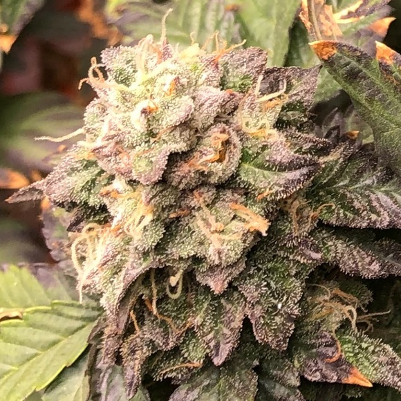 Latrobe Farmer’s Seeds Only Exotics Are Grown here - Picture 5 of 9